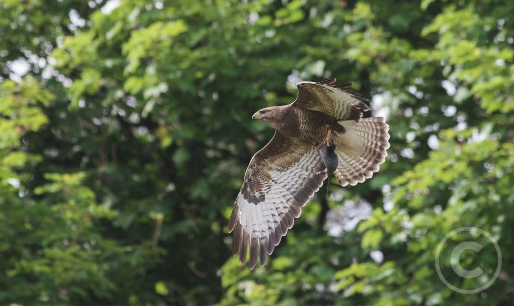 Buteo-buteo.jpg