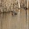 Grastrubet-lappedykker.JPG