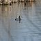 Grastrubet-lappedykker.JPG