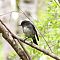 NZ-robin4.JPG