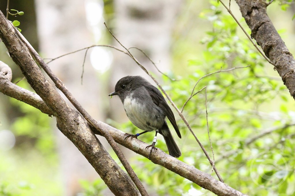 NZ-robin5.JPG