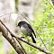 NZ-robin5.JPG