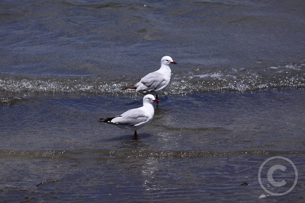 Red-billed-Gull.JPG