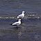 Red-billed-Gull.JPG