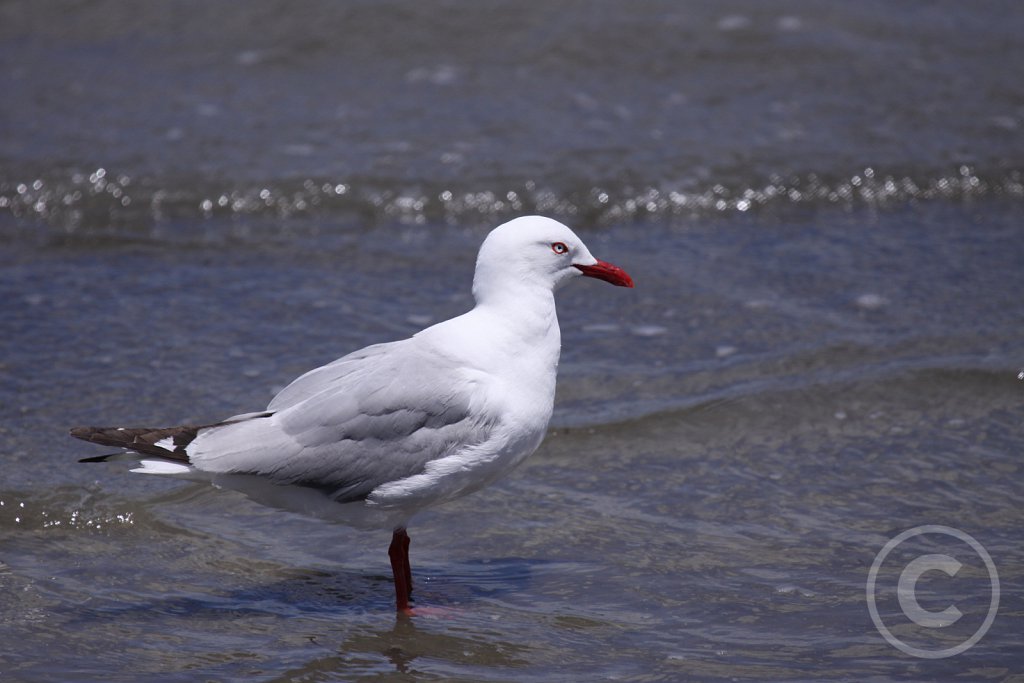 Red-billed-Gull1.JPG