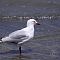 Red-billed-Gull1.JPG