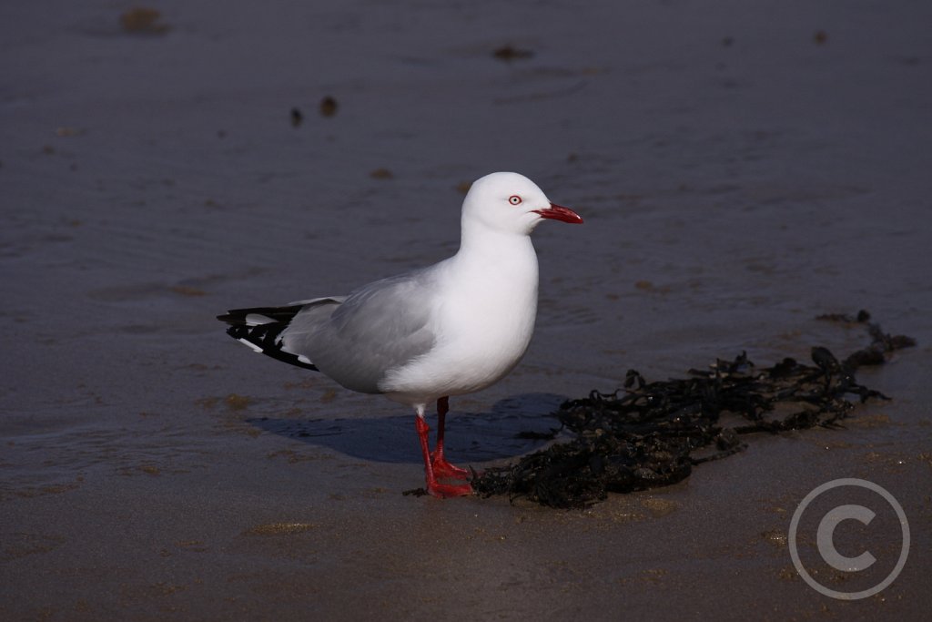 Red-billed-Gull2.JPG