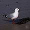 Red-billed-Gull2.JPG
