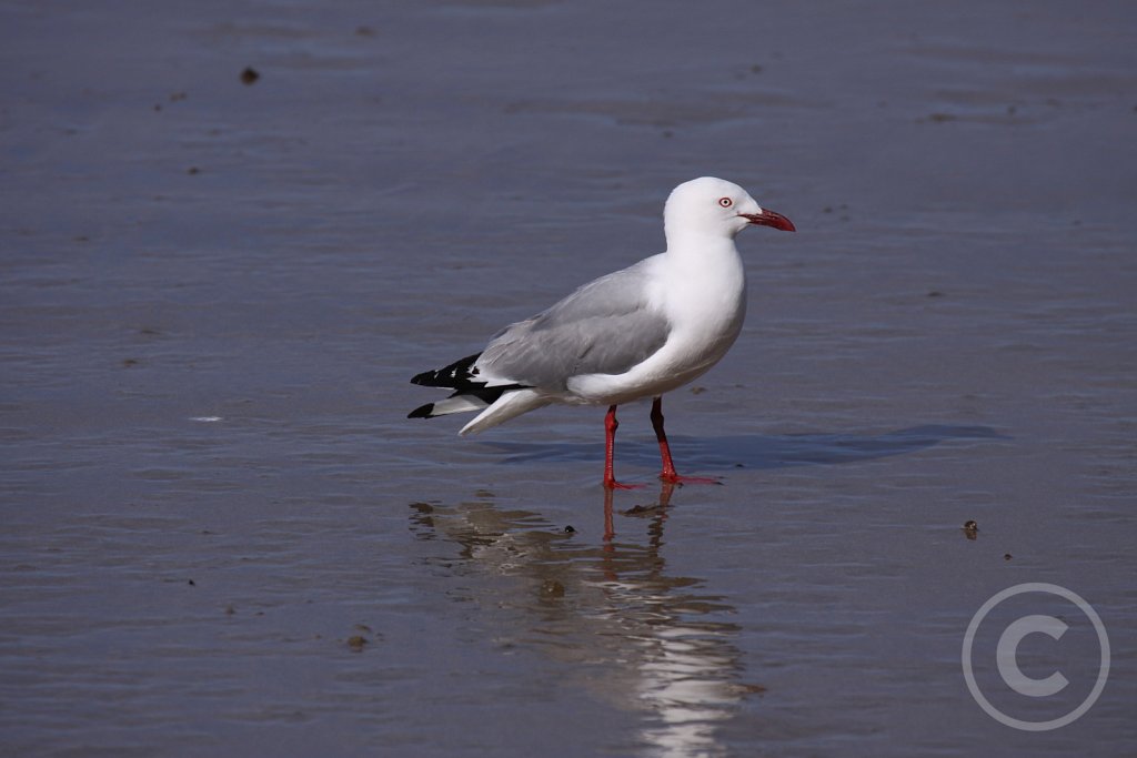 Red-billed-Gull3.JPG