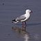 Red-billed-Gull3.JPG