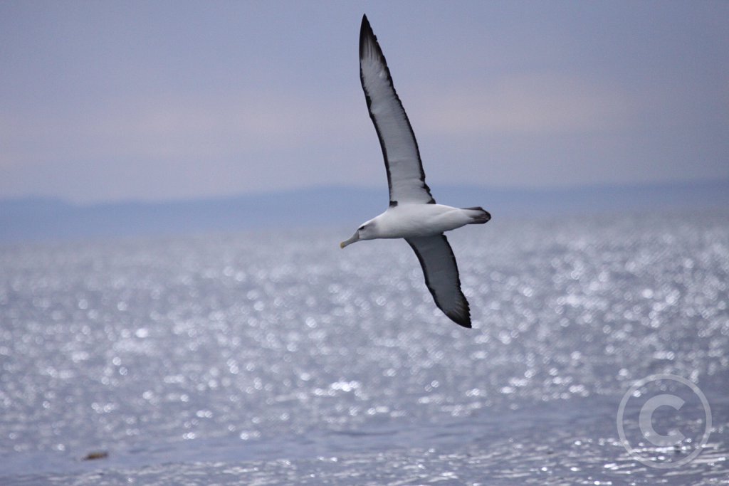 Shy-albatros1.JPG