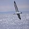 Shy-albatros1.JPG