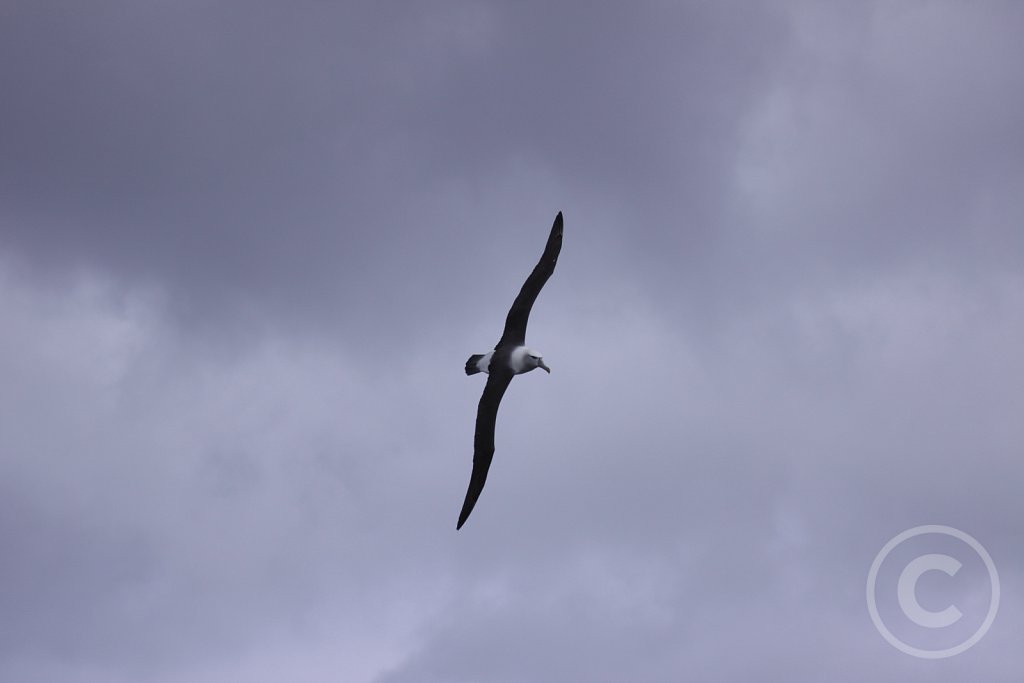 Shy-albatros2.JPG