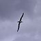 Shy-albatros2.JPG