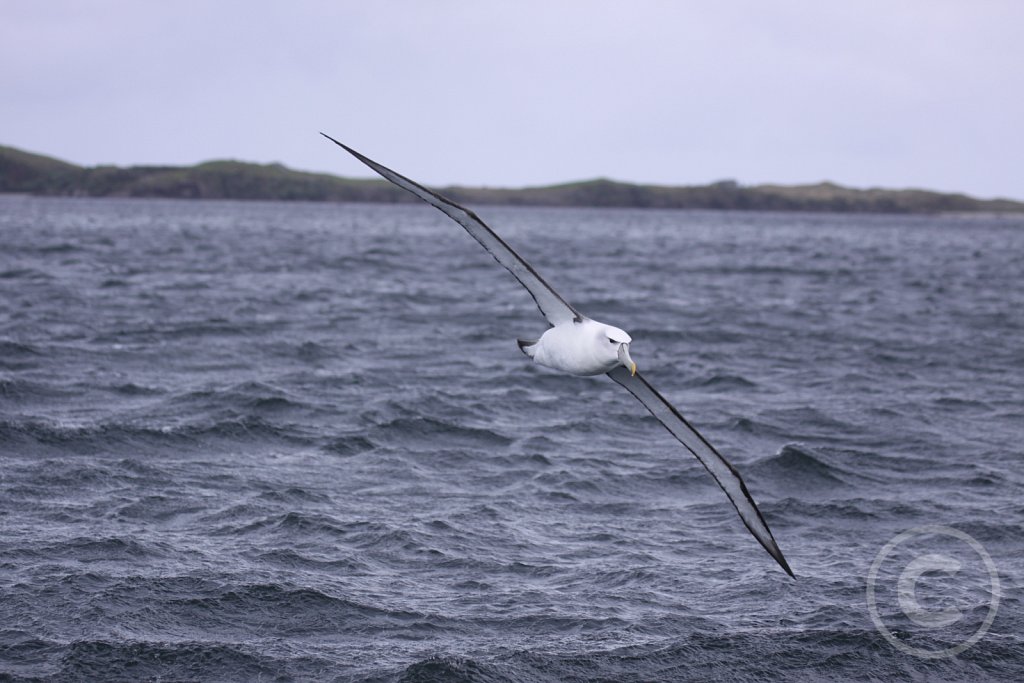 Hvidkronet Albatros