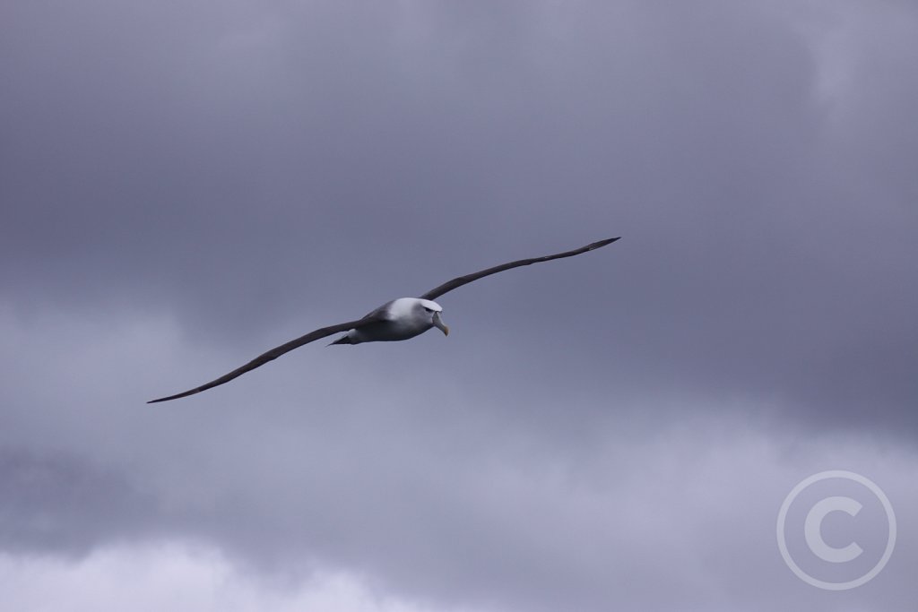 Shy-albatros4.JPG