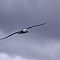 Shy-albatros4.JPG