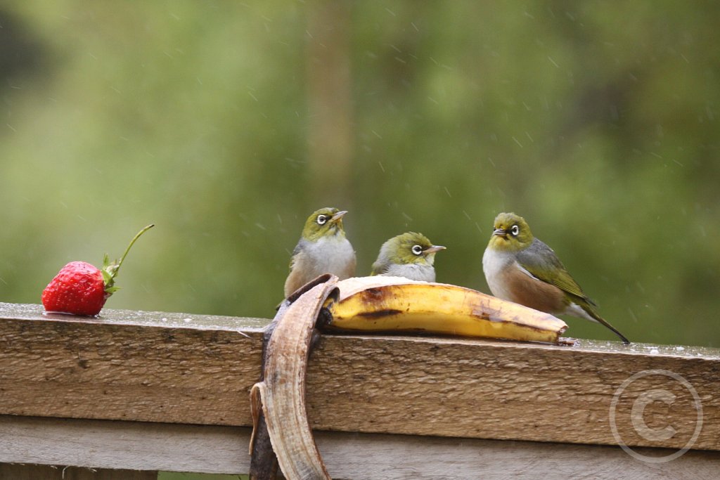 silvereye1.JPG