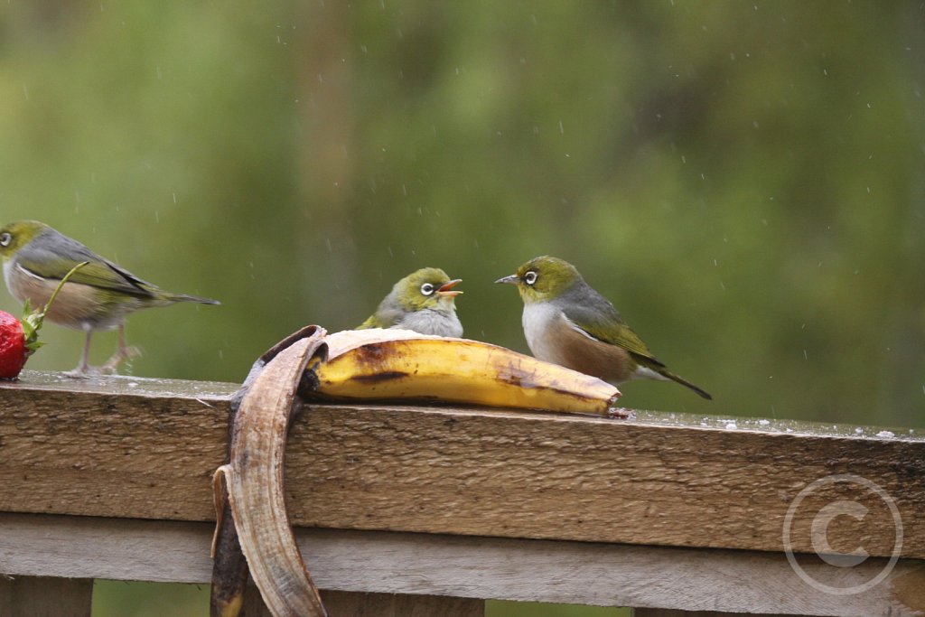 silvereye2.JPG