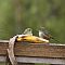 silvereye2.JPG