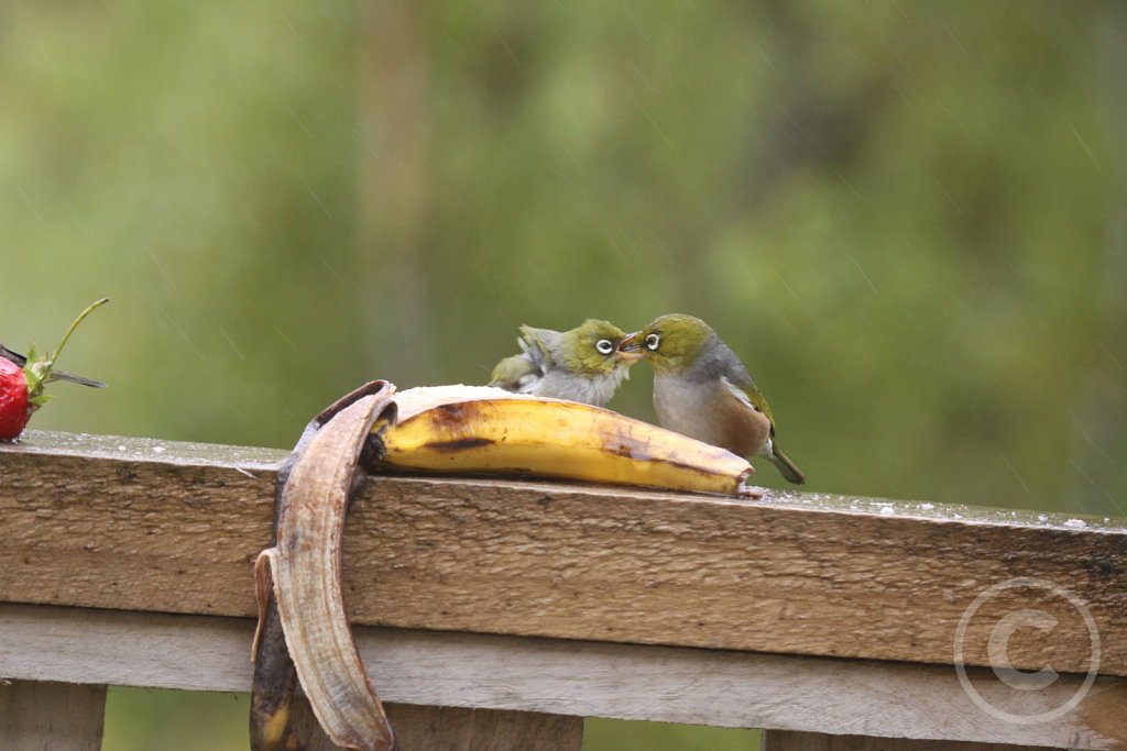 silvereye3.JPG