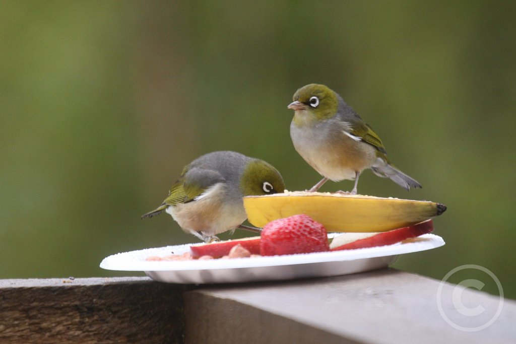 silvereye4.JPG