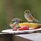 silvereye4.JPG