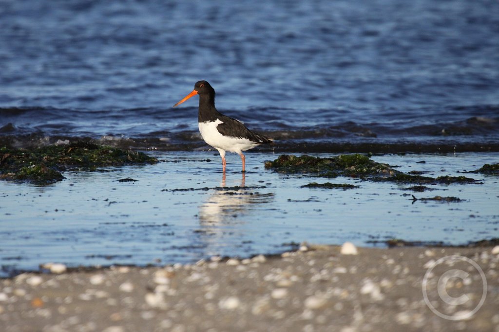 strandskade3.JPG