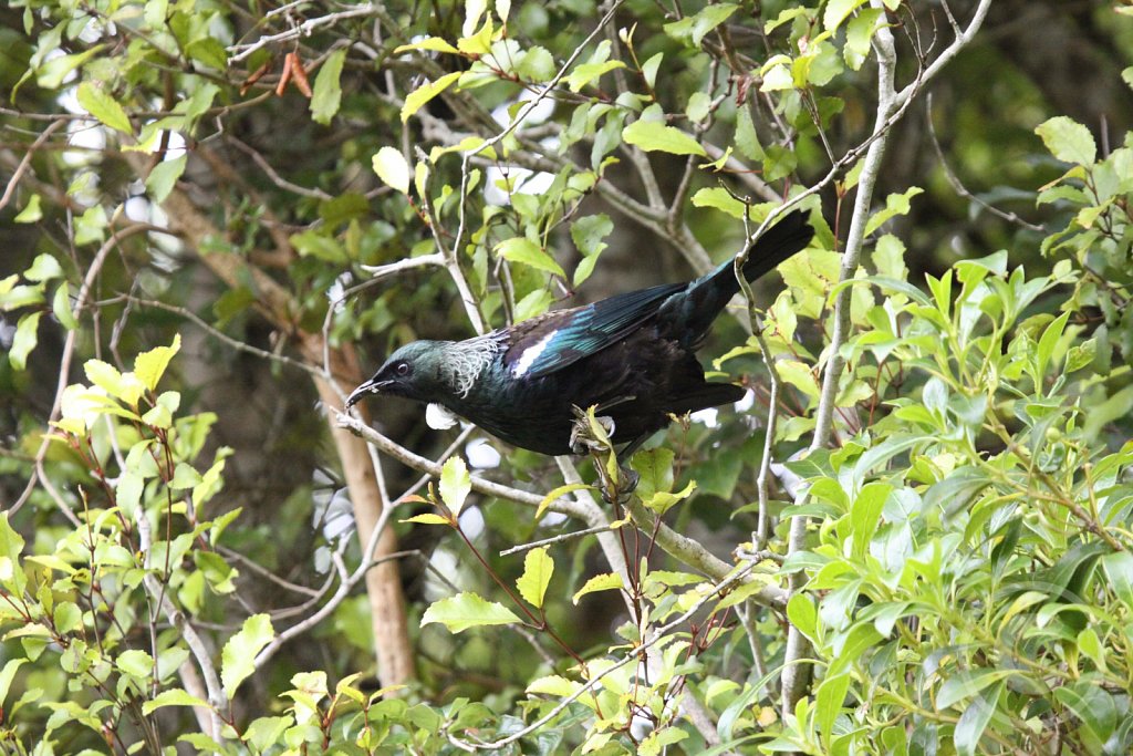 Tui