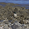 sacredkingfisher001.png