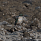 sacredkingfisher002.png