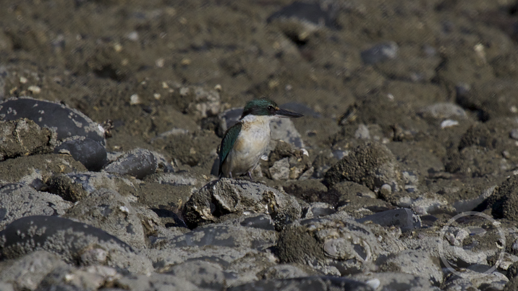 Sacred kingfisher