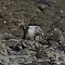 sacredkingfisher003.png