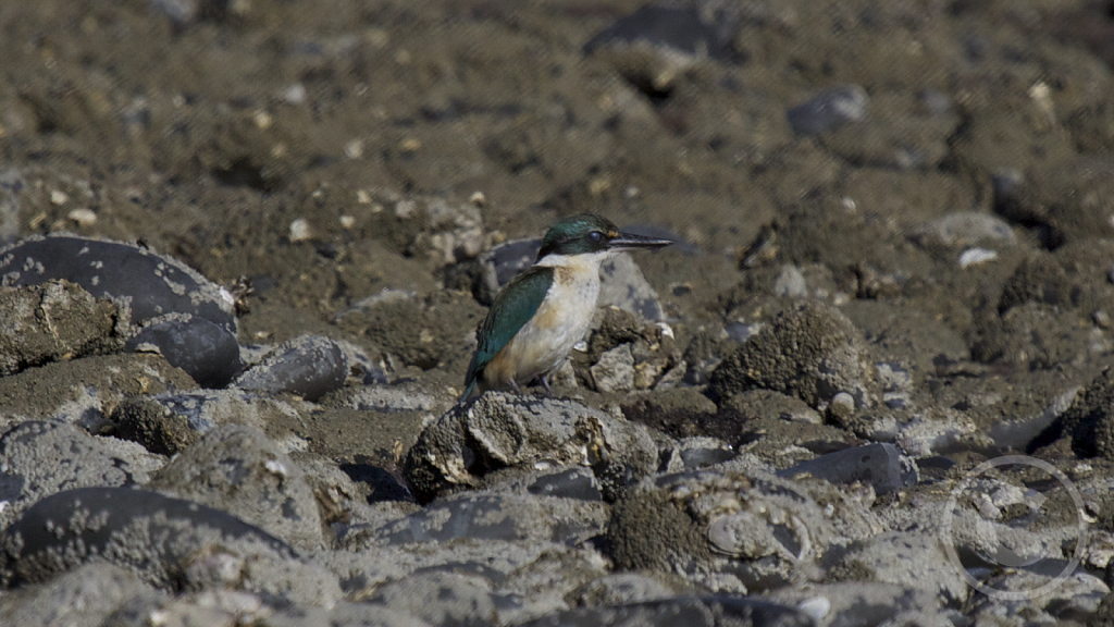 sacredkingfisher004.png