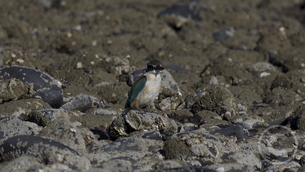 sacredkingfisher005.png