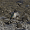 sacredkingfisher005.png