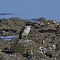 sacredkingfisher006.png