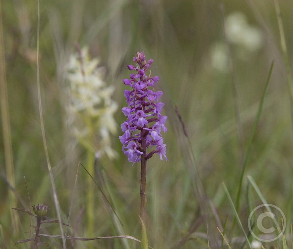 Tætblomstret trådspore