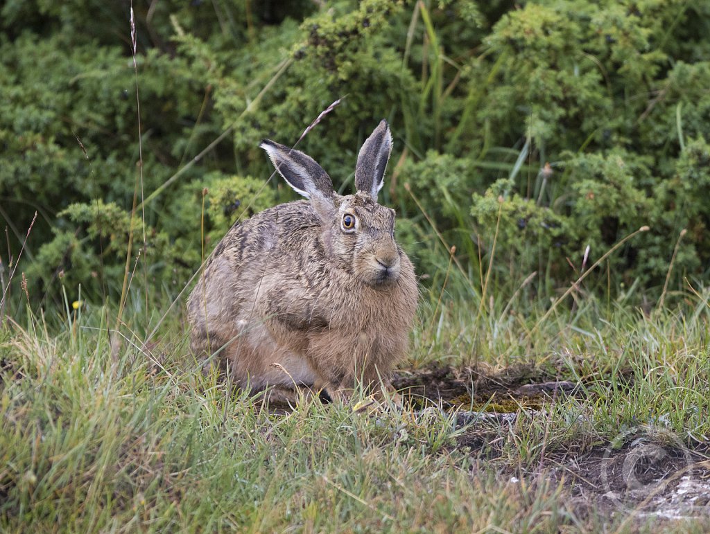 Hare